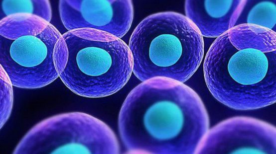 Ứng dụng tế bào gốc và một số vấn đề liên quan